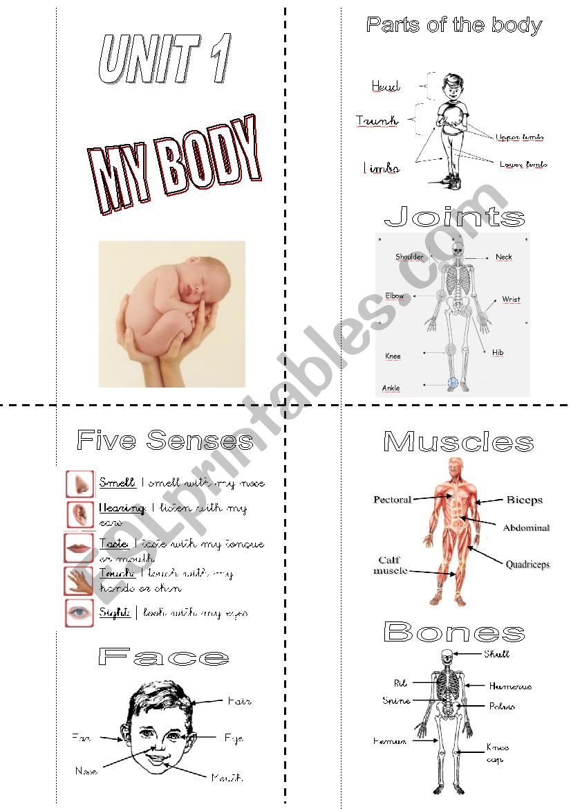My body mini book worksheet