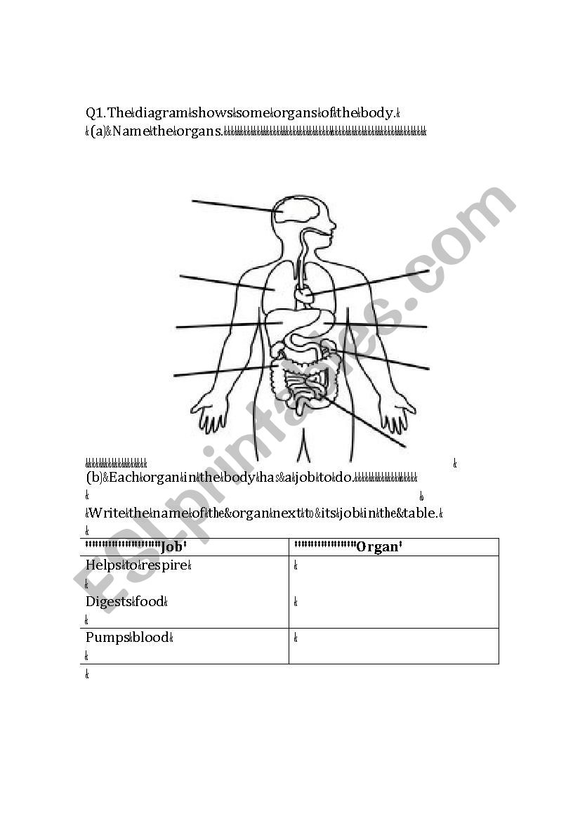 The Digestive System worksheet