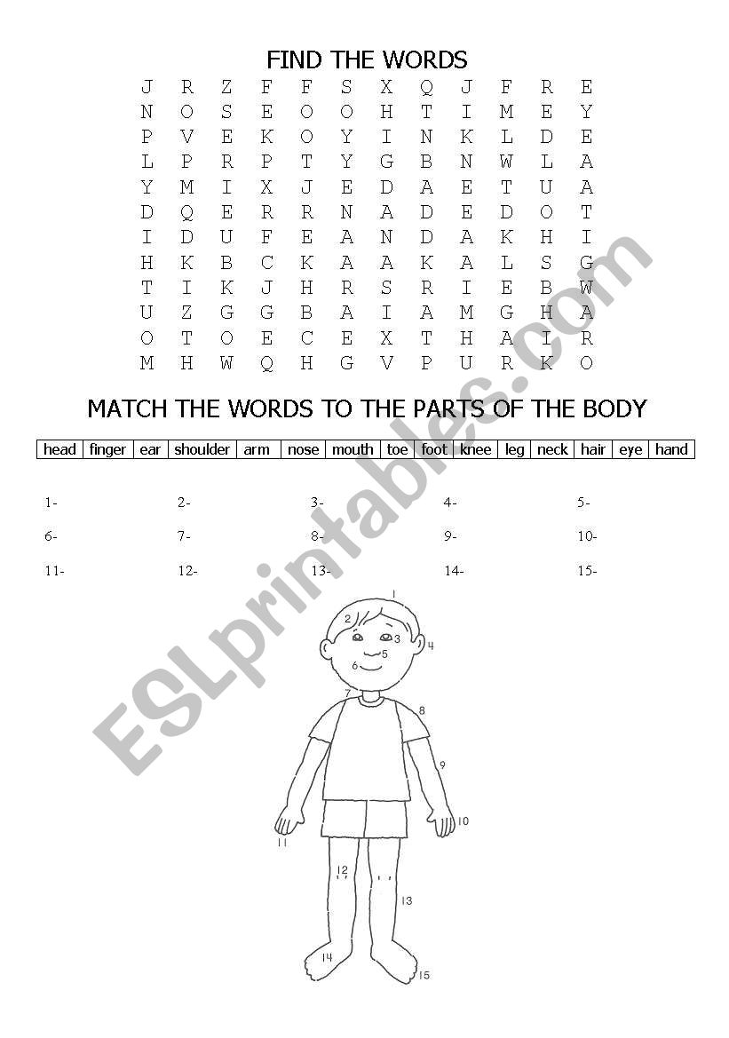 parts of the body worksheet