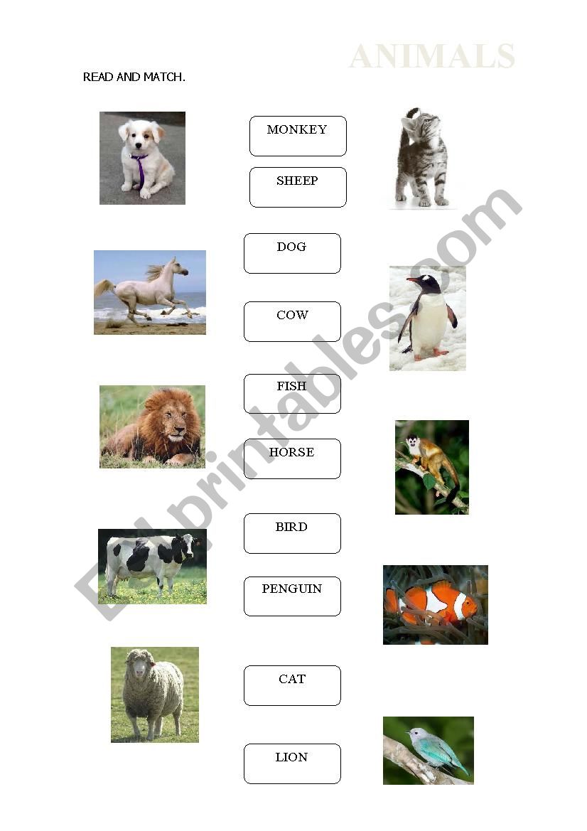 ANIMALS worksheet