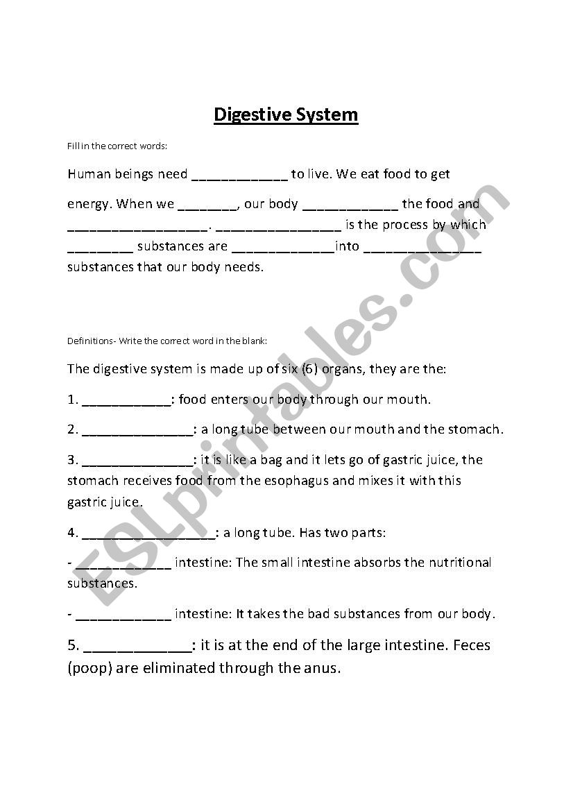 Digestive System worksheet