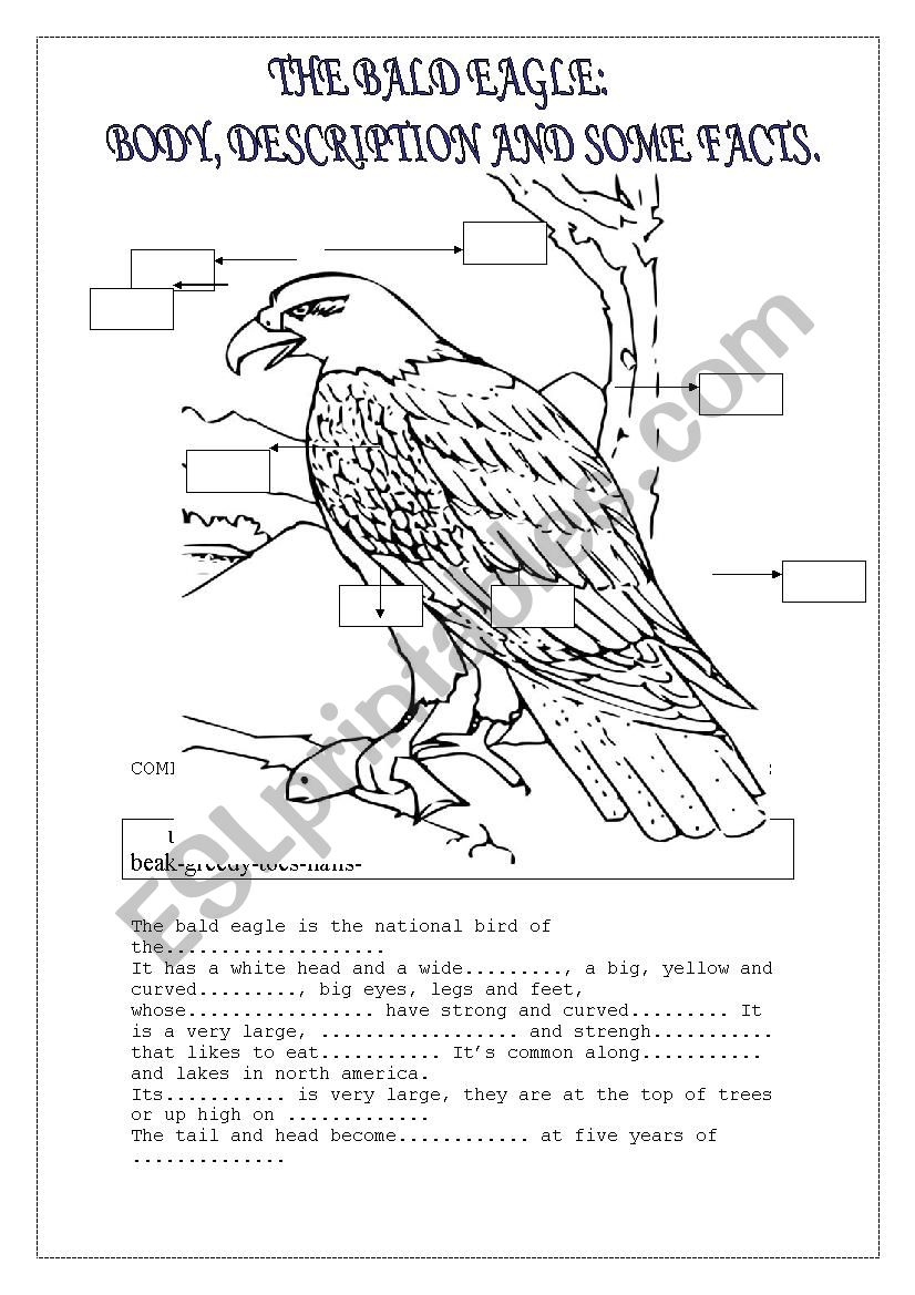 THE EAGLE worksheet
