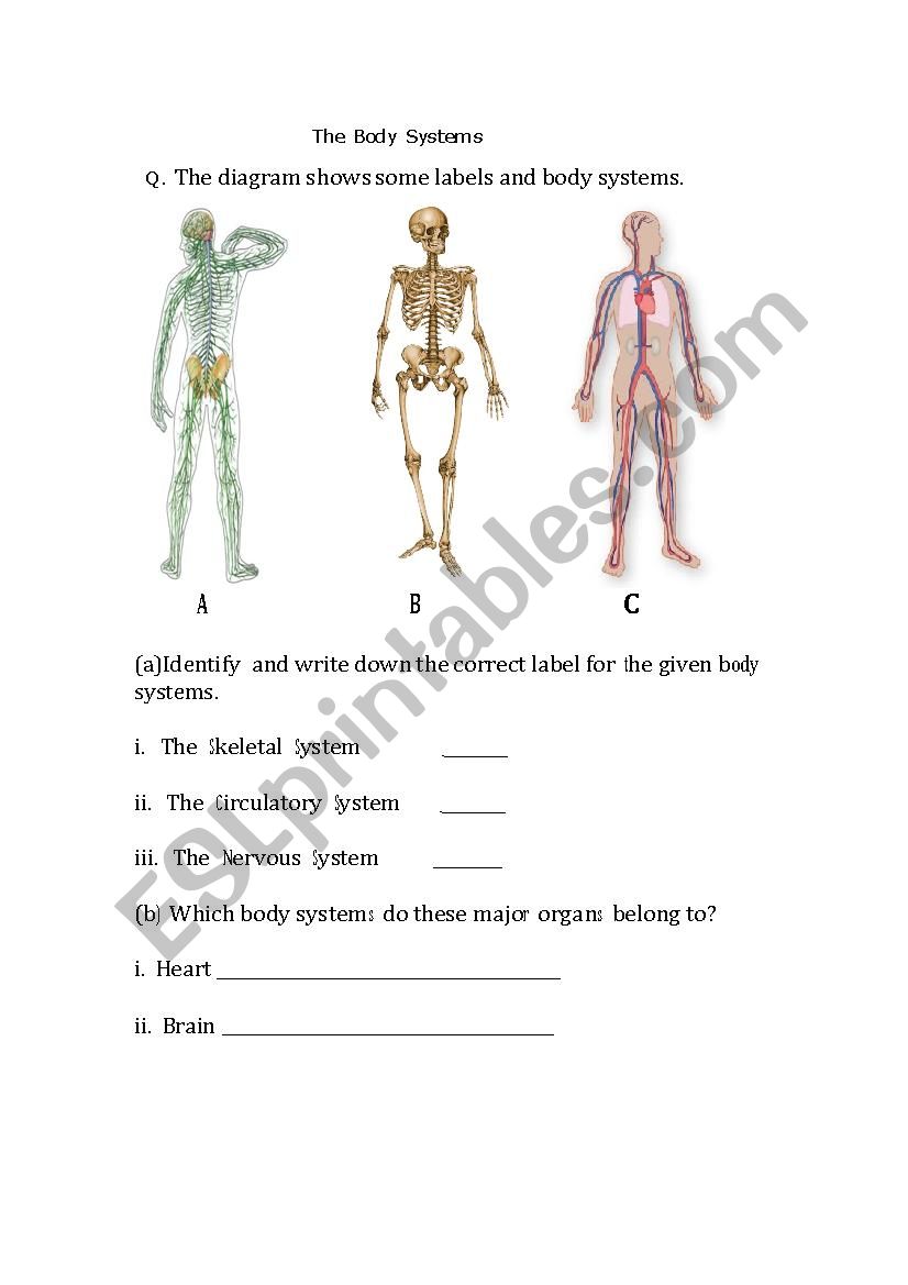 The Body Systems worksheet