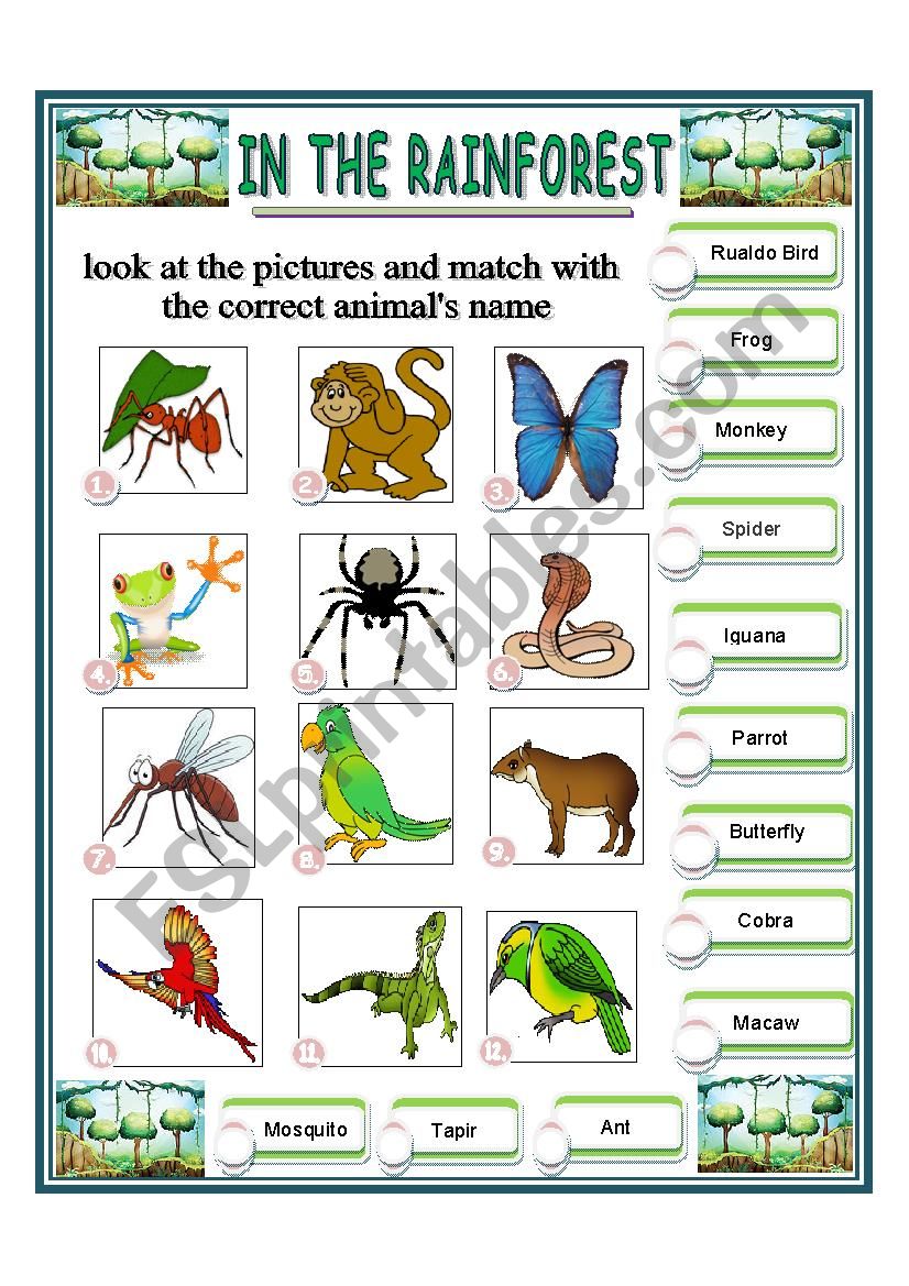 rainforest-worksheet