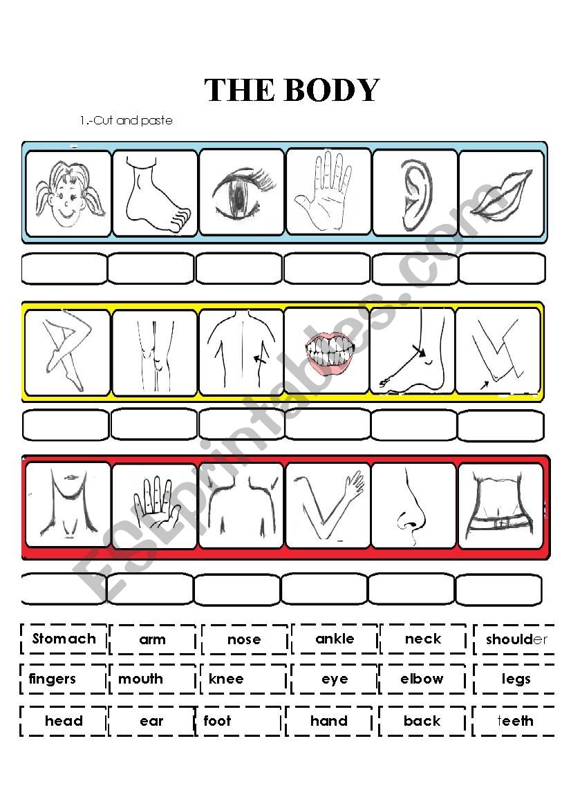 the body worksheet