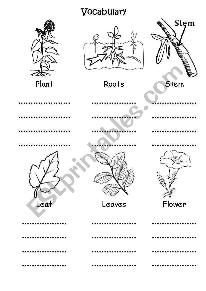 Plant Parts for grade 1 worksheet