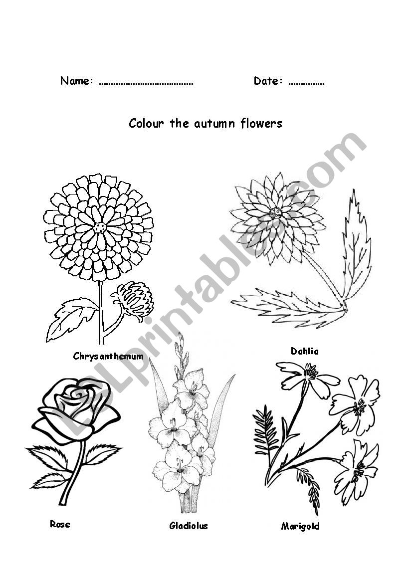 Autumn Flowers worksheet