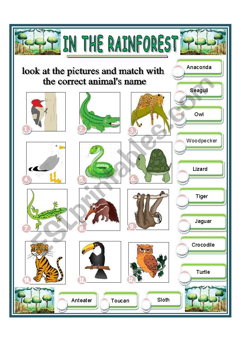 IN THE RAINFOREST 1 worksheet