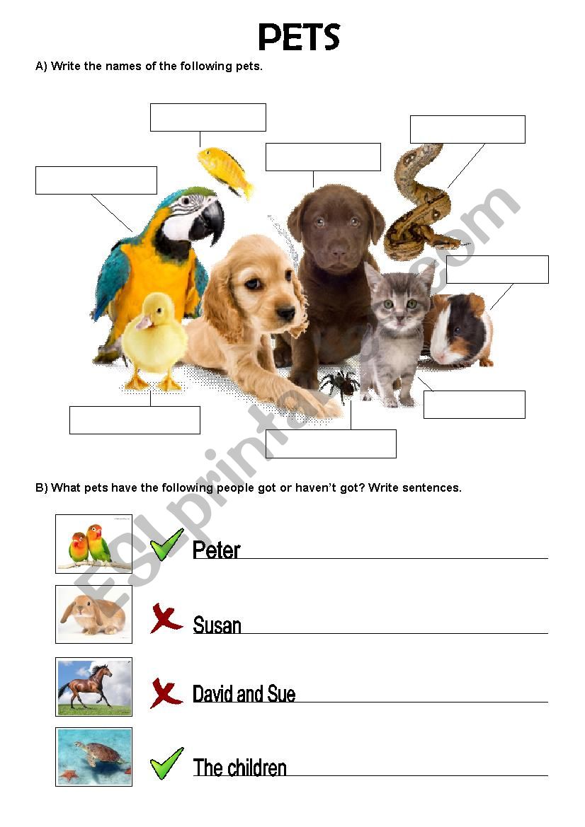 Pets worksheet