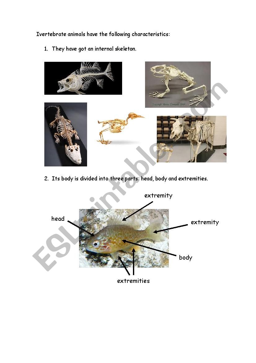 Vertebrates worksheet