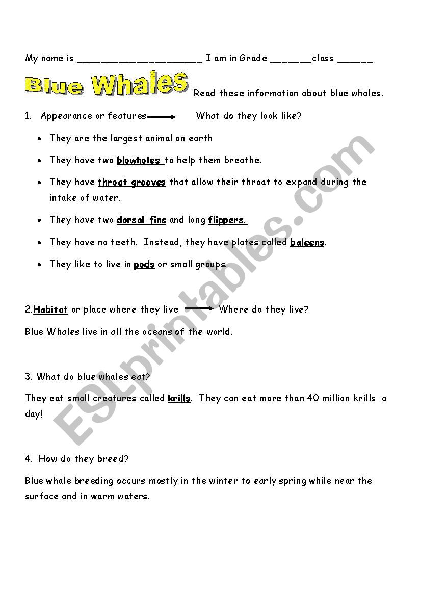 Blue Whale information sheet worksheet
