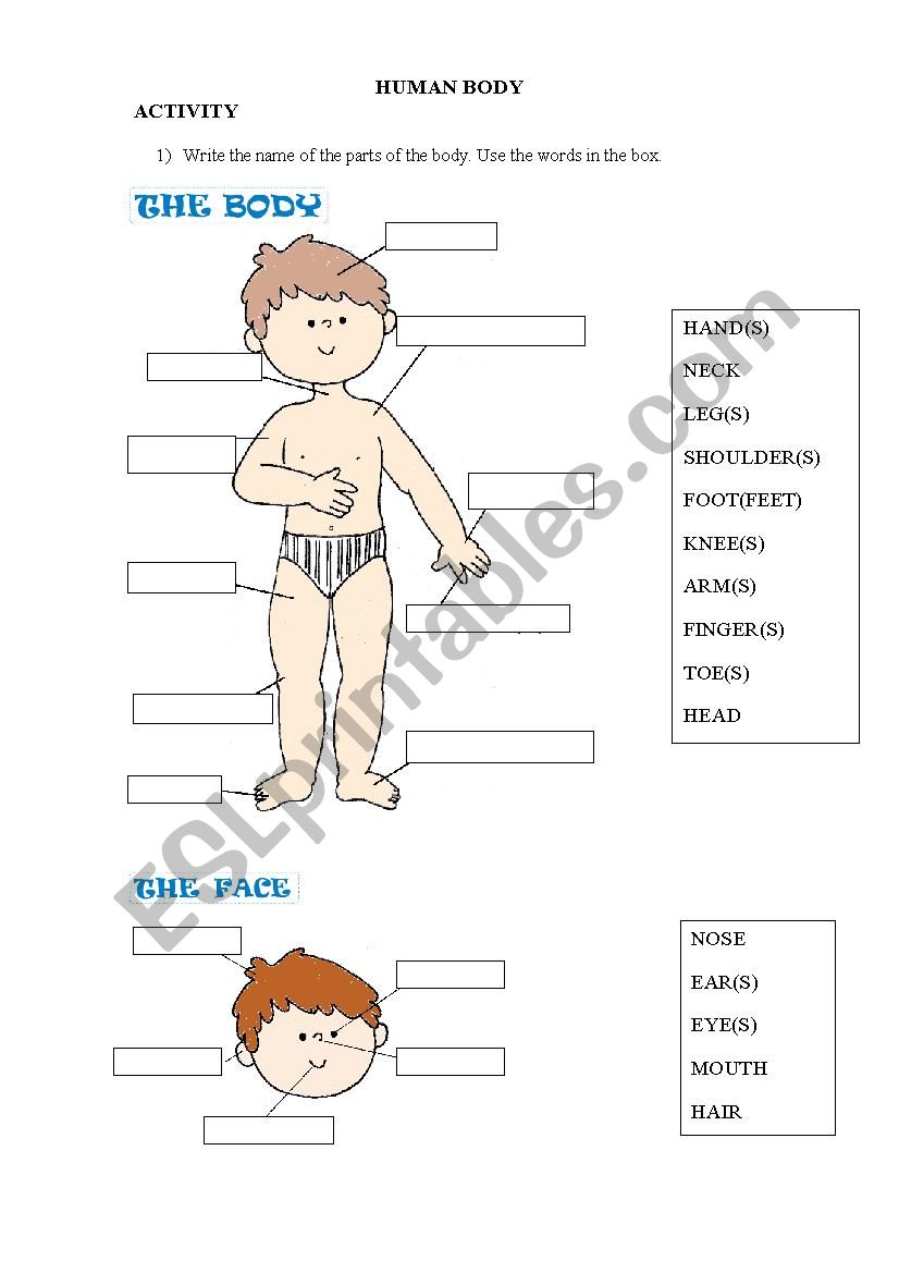 Human Body worksheet