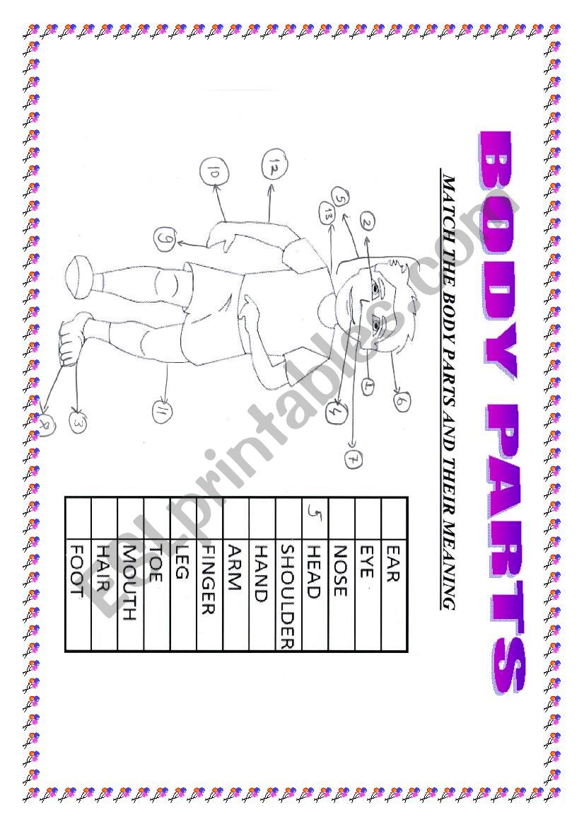 BODY PARTS-MATCHING worksheet
