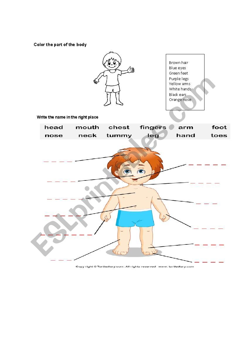 PARTS OF THE BODY worksheet