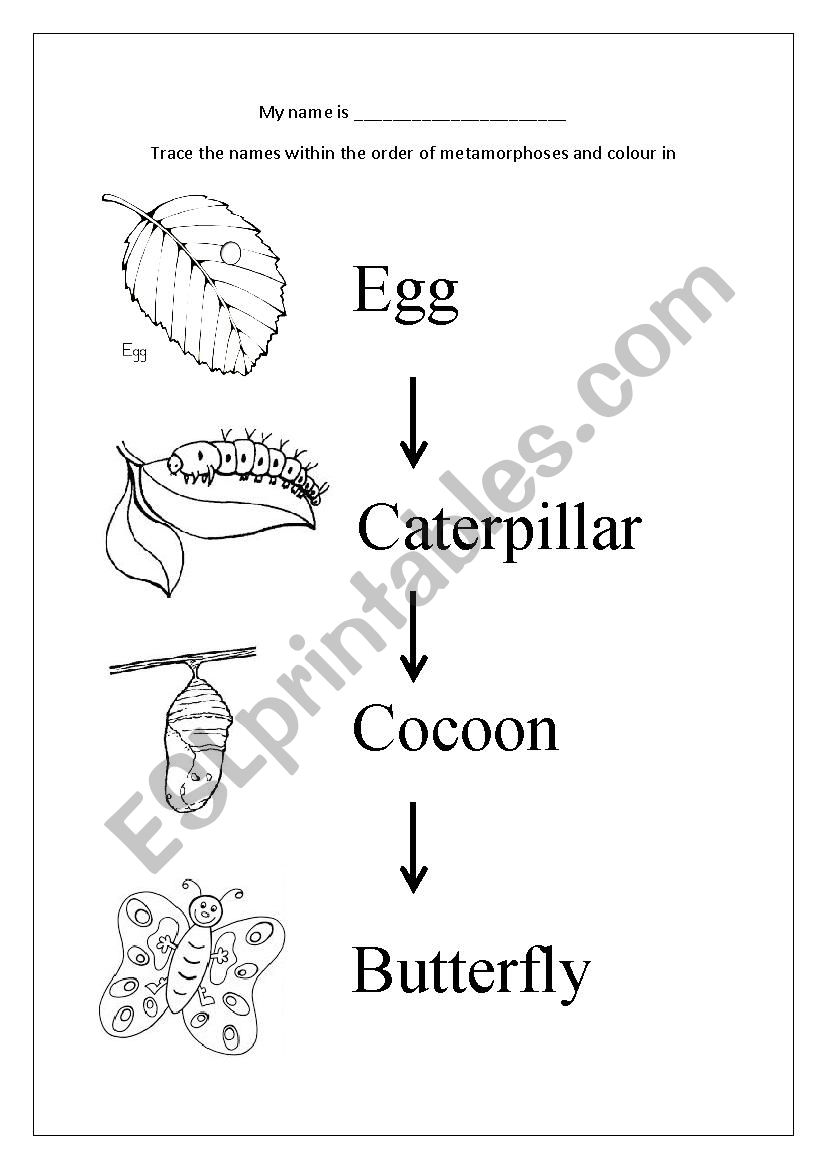 life cycle of a caterpillar  worksheet