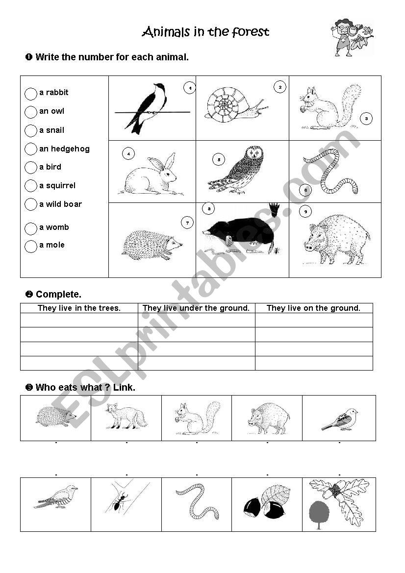 animals in the forest worksheet
