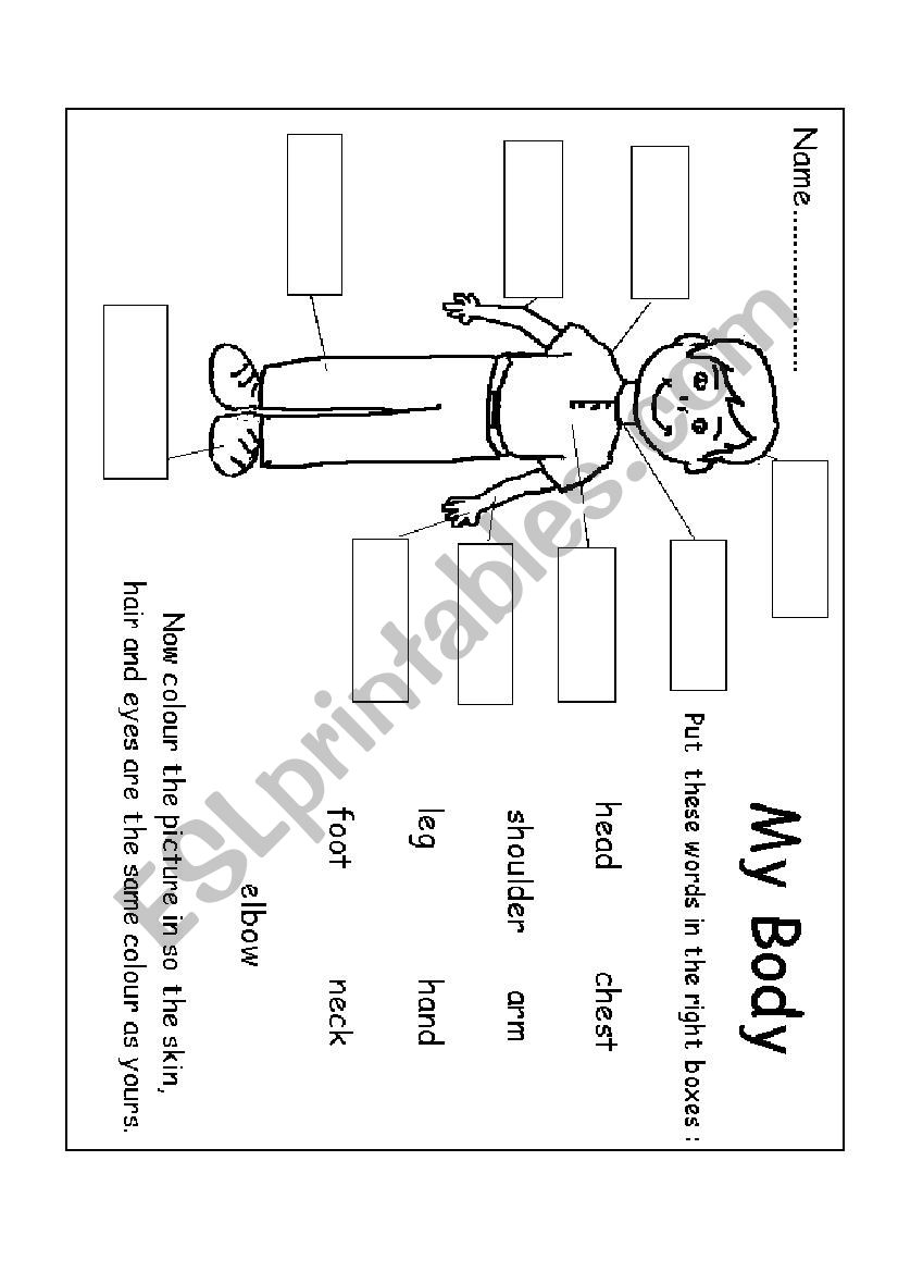 body parts worksheet