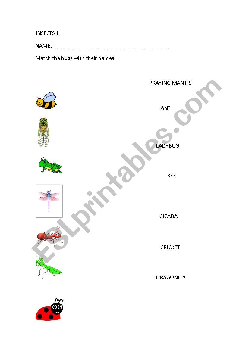 Learning insect names worksheet