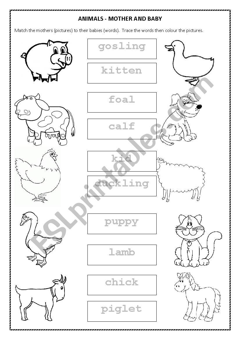 Farm Animals - Mothers and Babies - ESL worksheet by kmallett