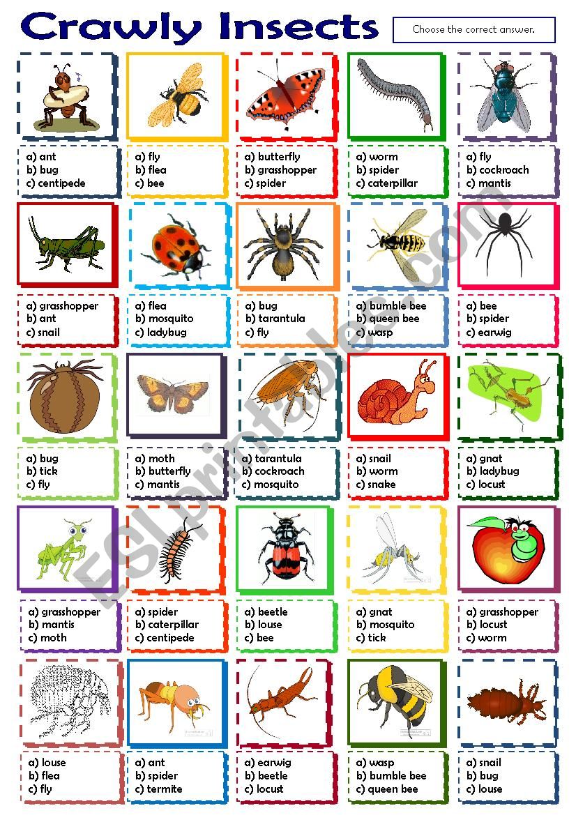 Crawly Insects worksheet