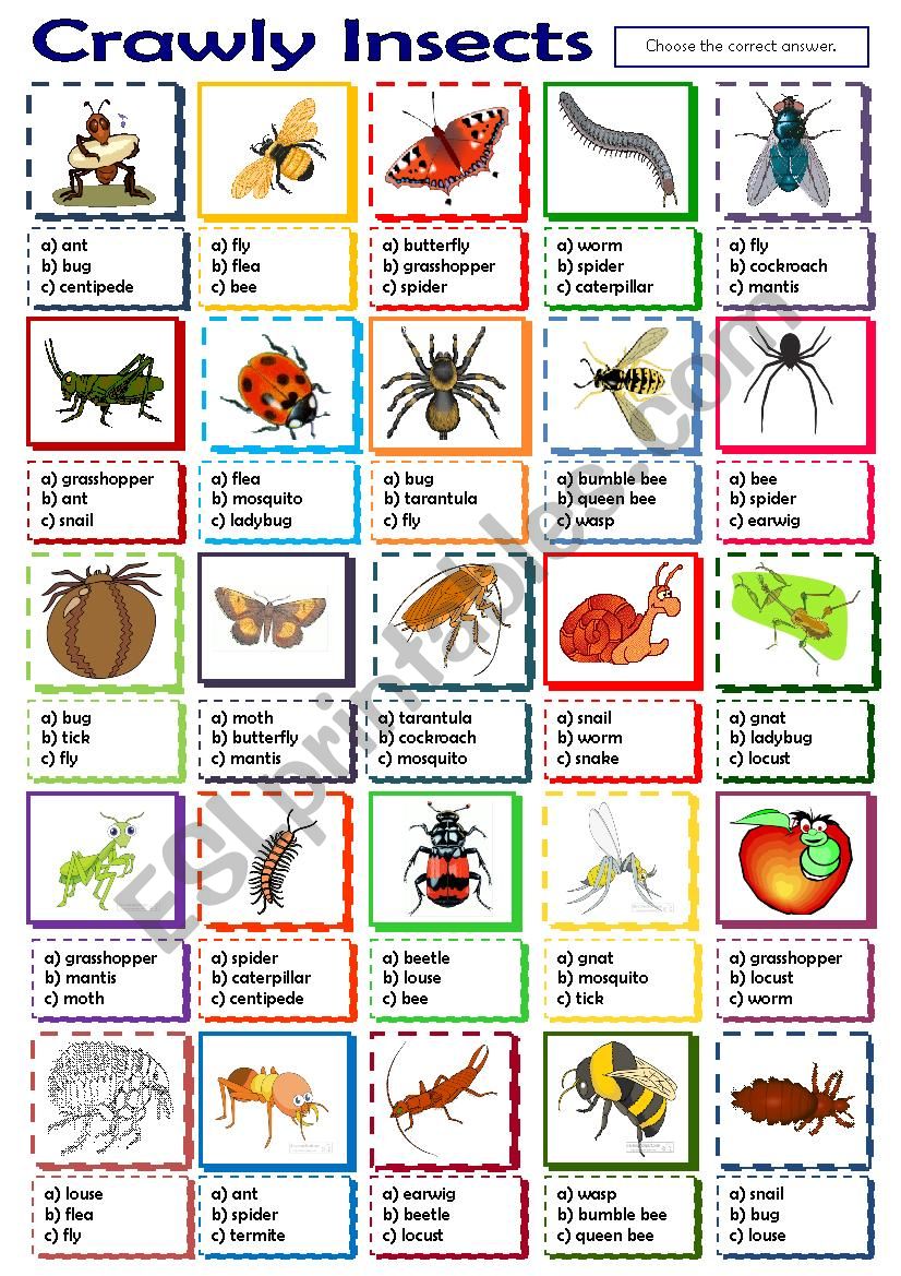 Crawly Insects worksheet