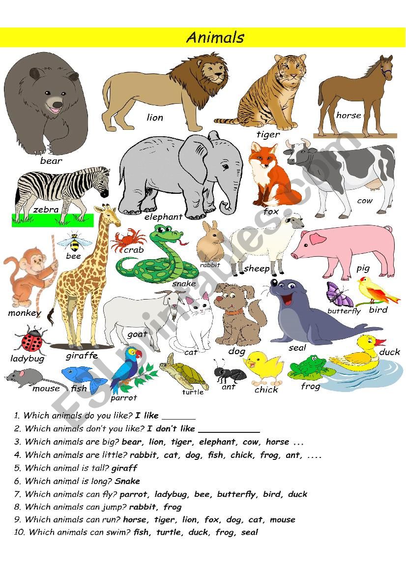 animals worksheet