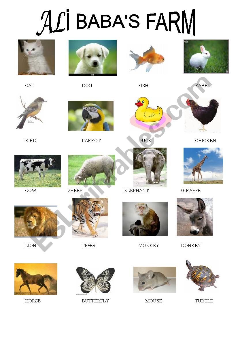 amimals worksheet