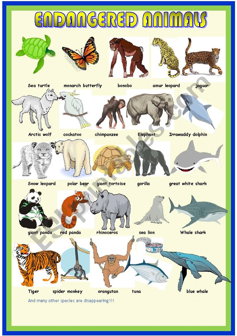 Endangered animals: pictionary - ESL worksheet by spied-d-aignel