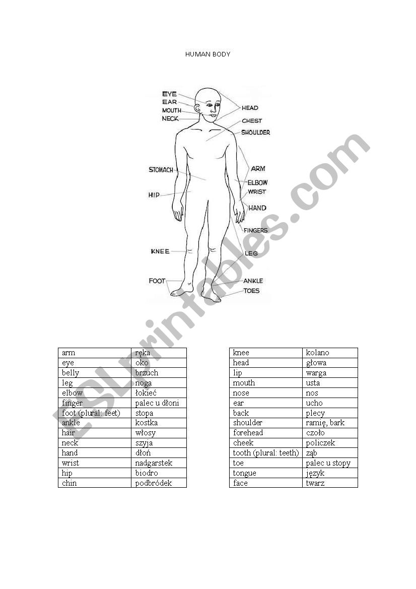 HUMAN BODY worksheet