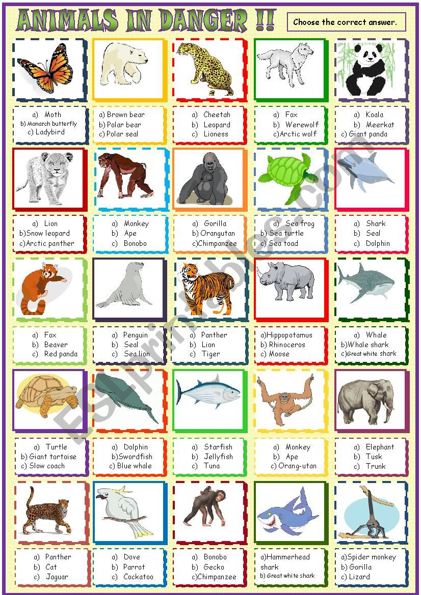 Endangered species  :Multiple choice activity