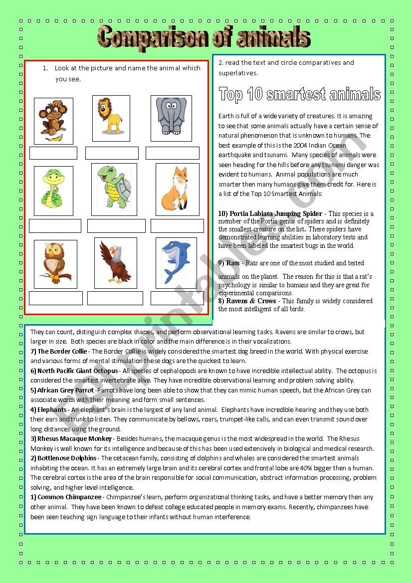 Comparison of animals worksheet