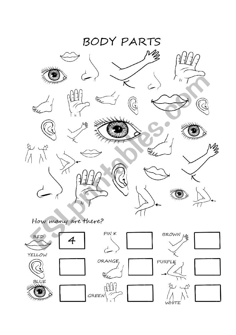 Body Parts Colour And Count ESL Worksheet By Threethirteen