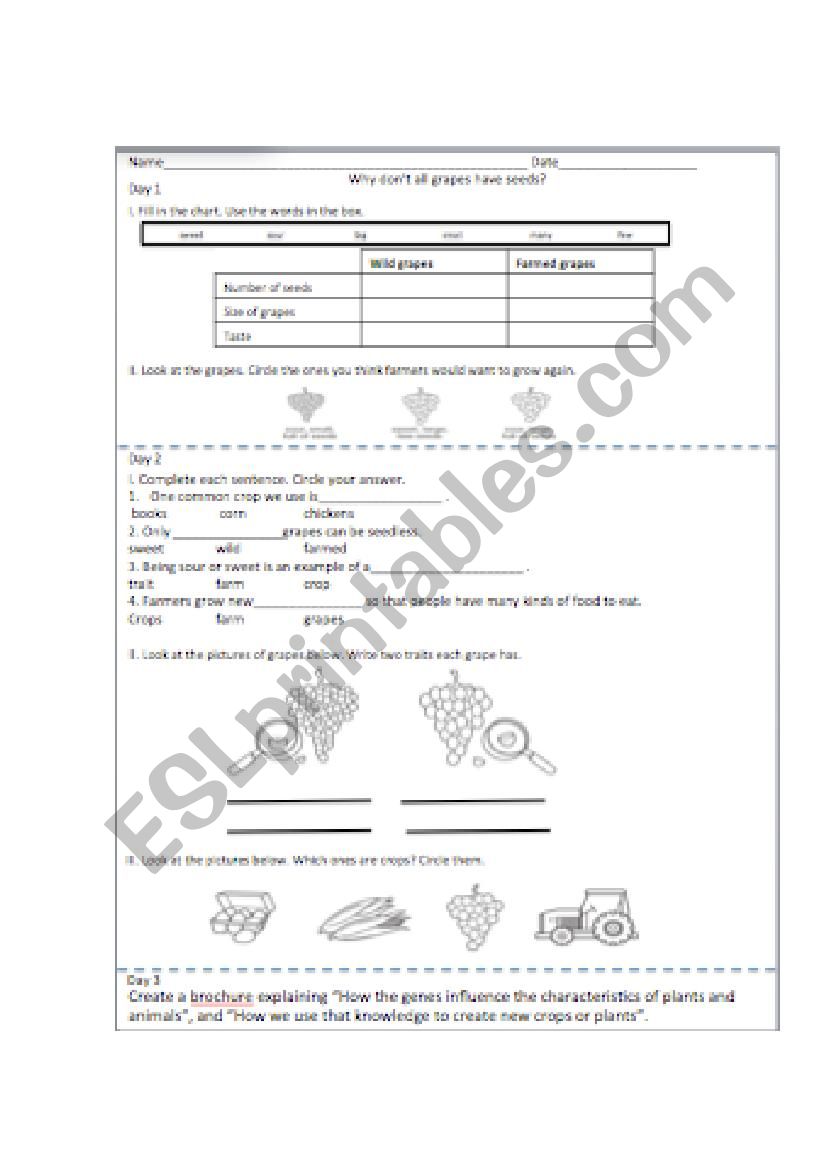 how seeds grow worksheet