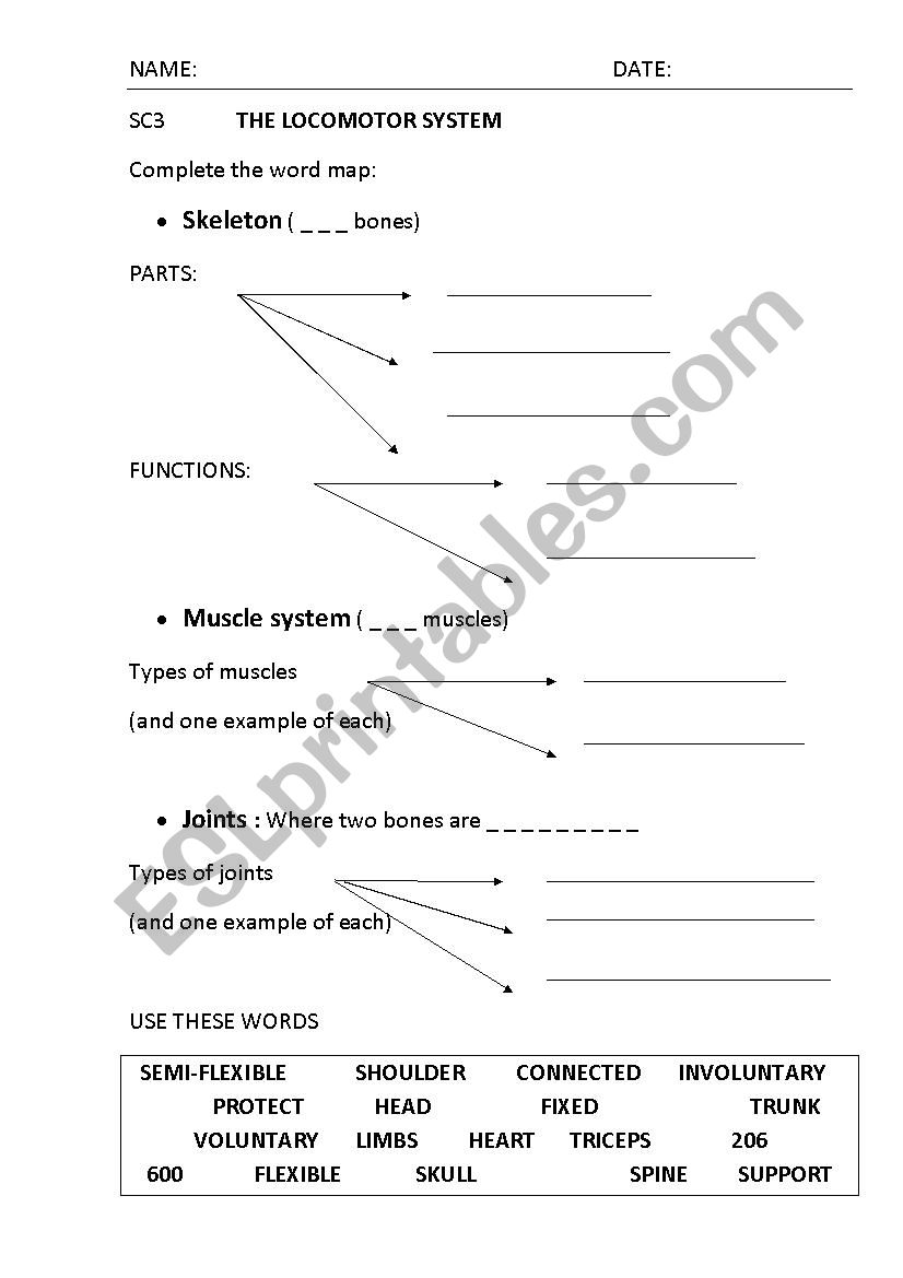 The locomotor system worksheet