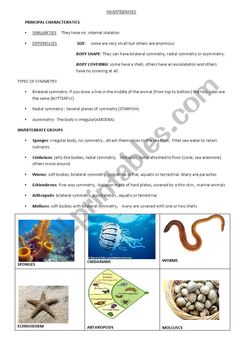 Invertebrates study sheet worksheet