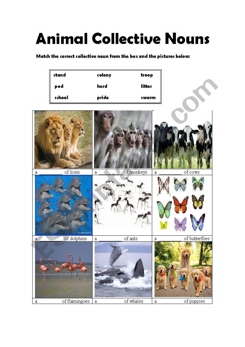 animal-collective-nouns-esl-worksheet-by-stabler