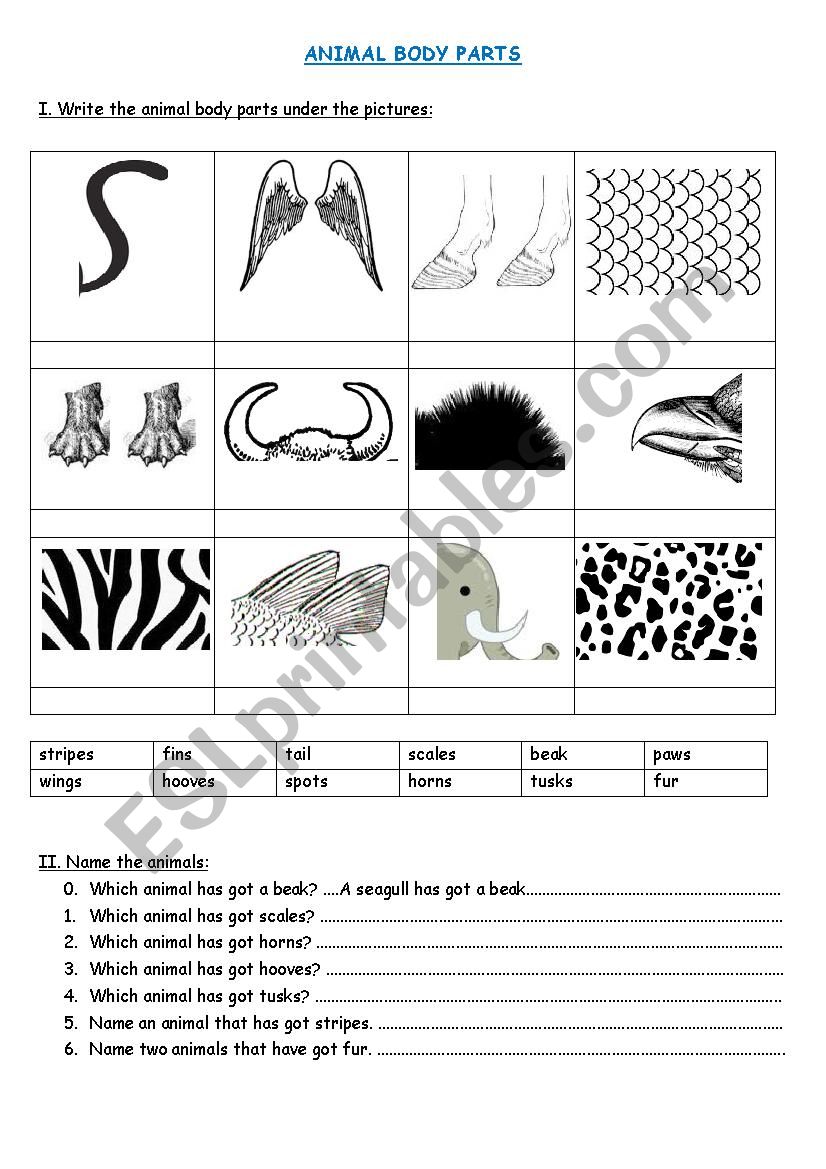 Animal body parts - ESL worksheet by wiolapar