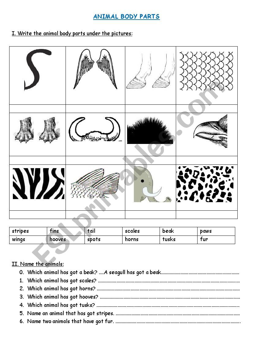 Animal body parts worksheet