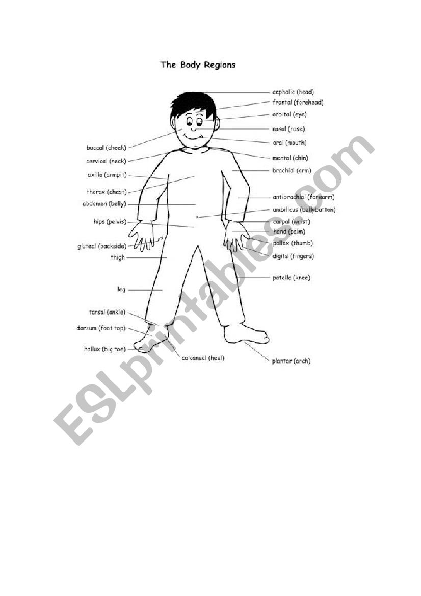 body parts worksheet