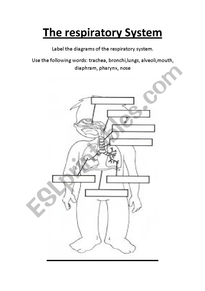 The Respiratory System. Label the parts.Three worksheets. Great for CLIL