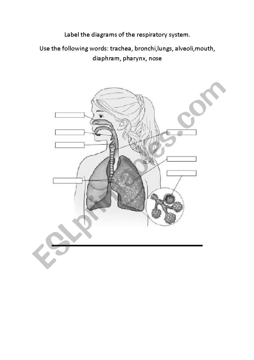 Respiratory System Labelling Worksheet Excretory System