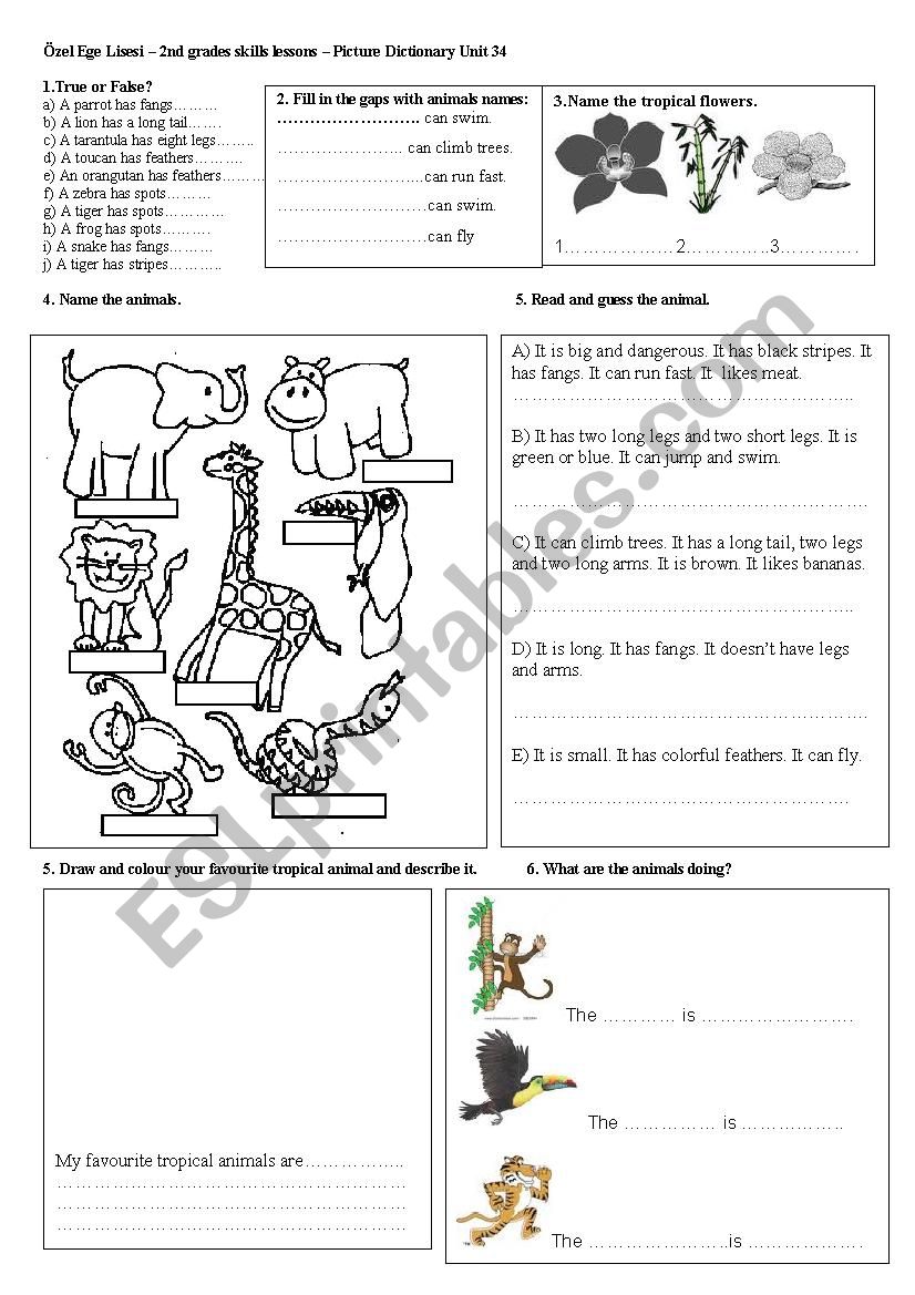 animals in the jungle - Longman Picture Dictionary Unit 34