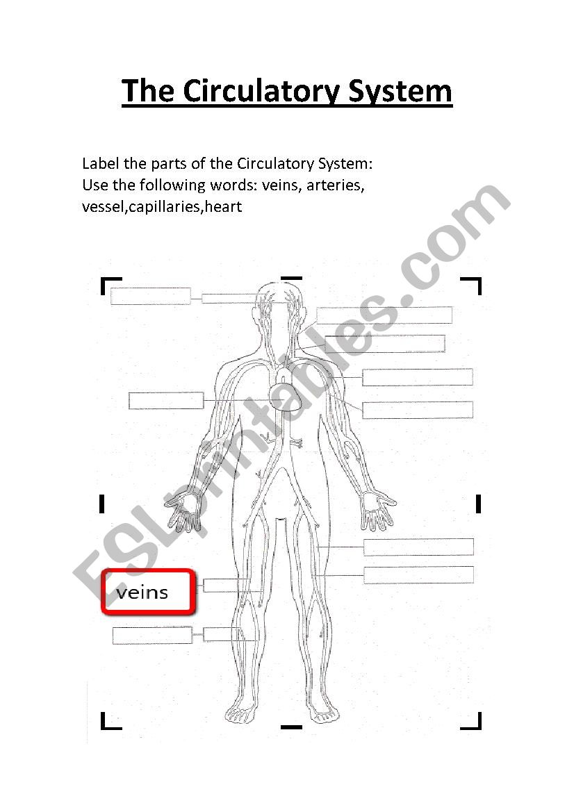 The Circulatory System worksheet.Label - ESL worksheet by Within Circulatory System Worksheet Pdf