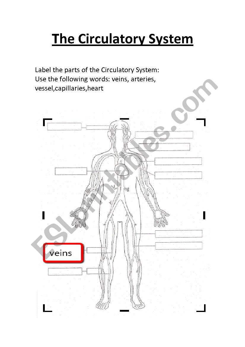 The Circulatory System worksheet.Label