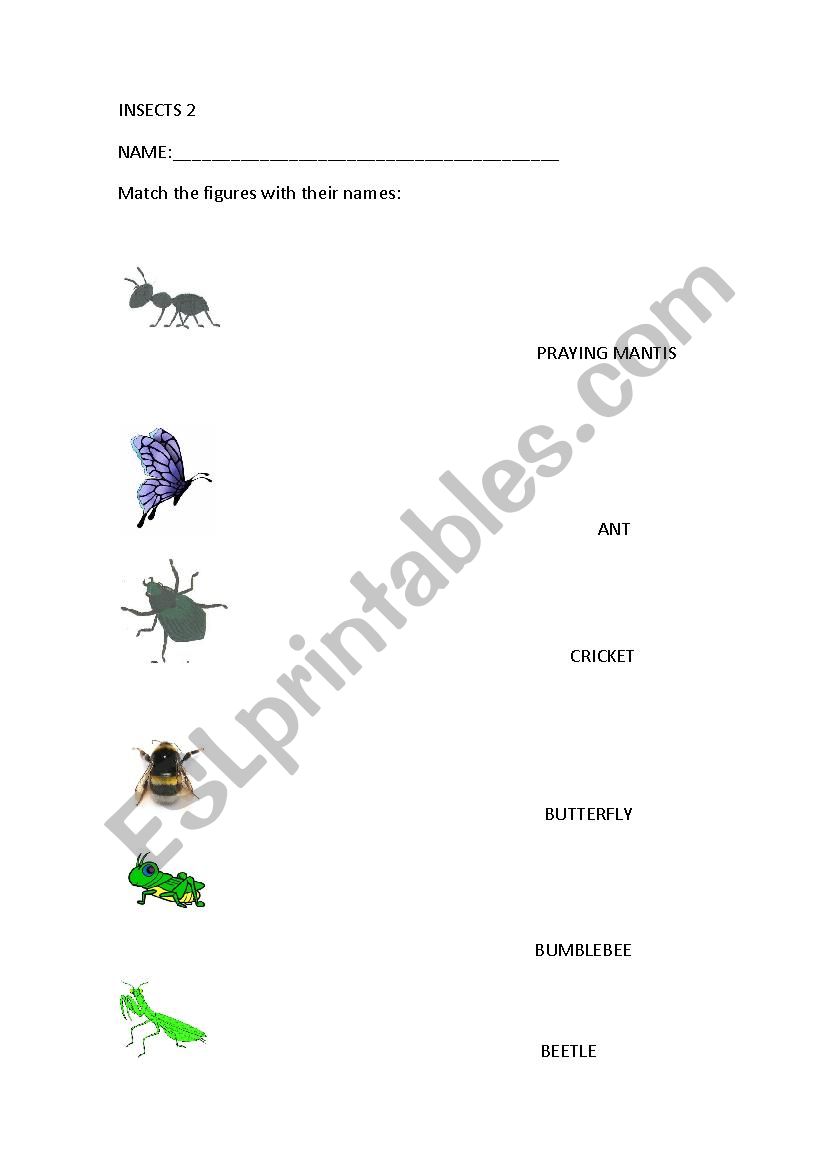 Bugs worksheet