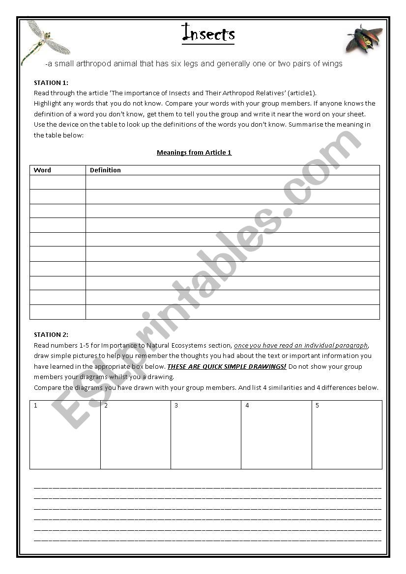 Insects worksheet