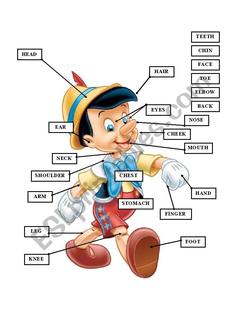 body parts worksheet