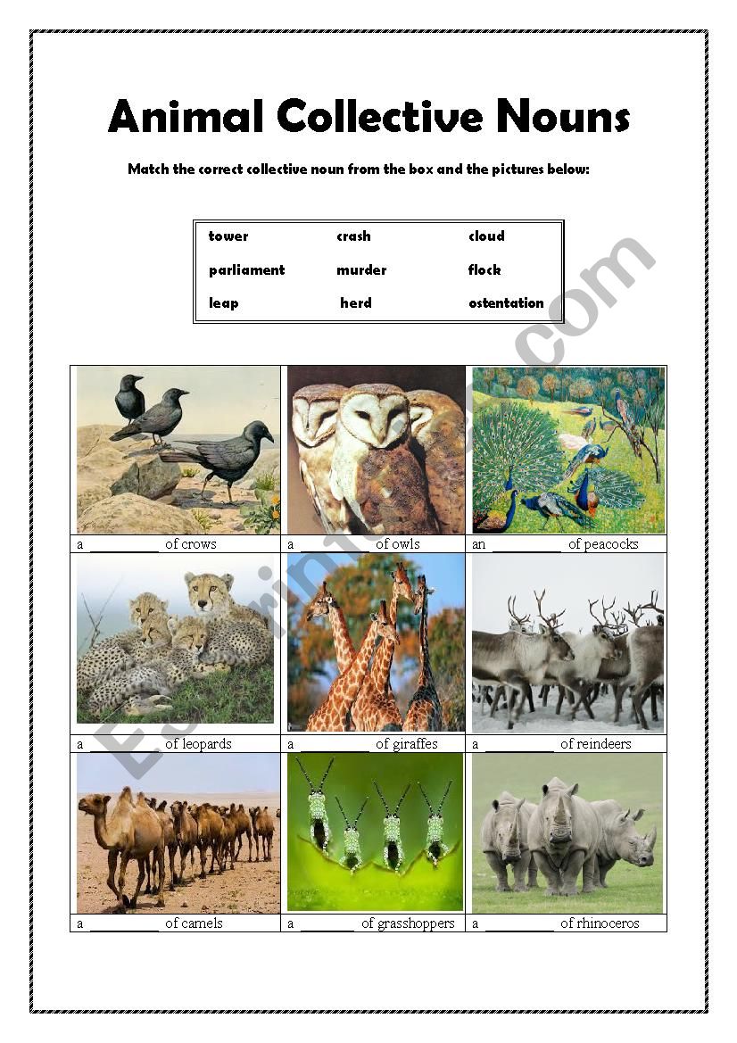 Animal Collective Nouns(2) worksheet