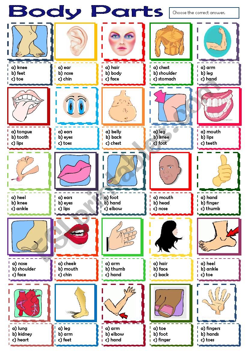 Body Parts worksheet