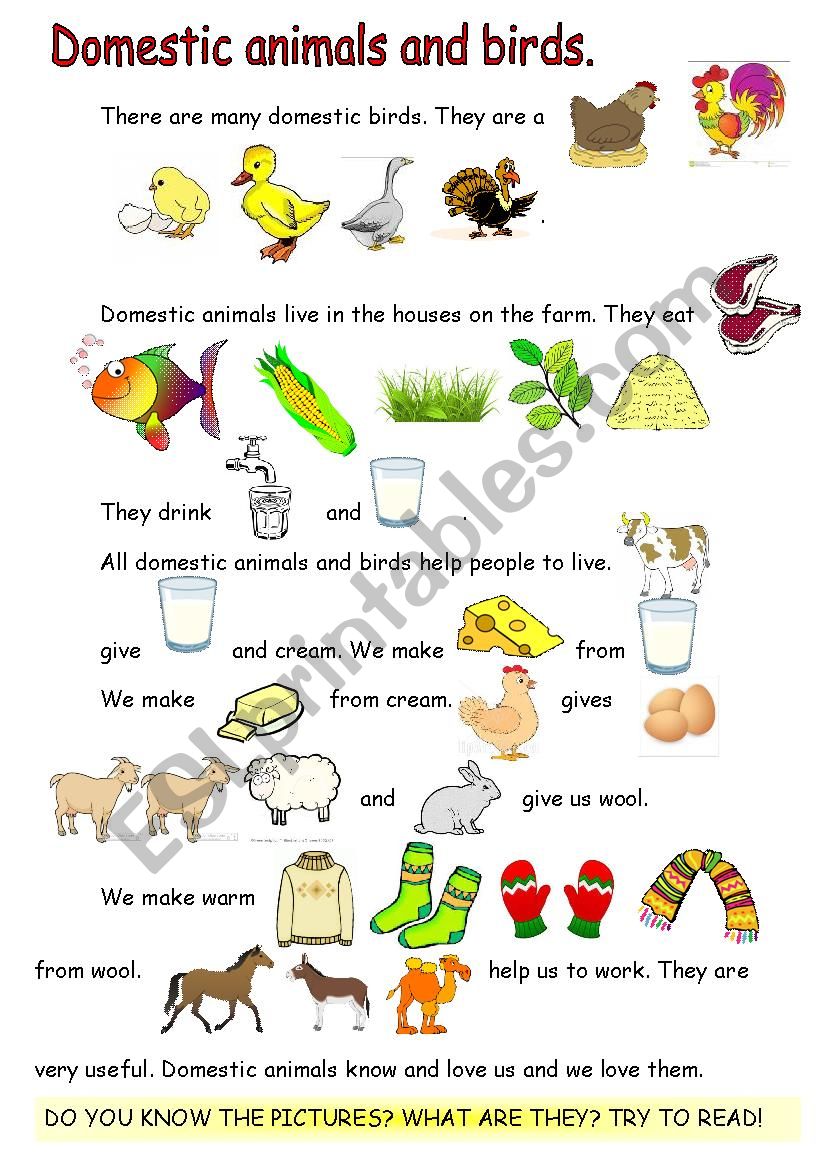 Reading-comprehension. Domestic animals and birds. - ESL worksheet by  nurikzhan